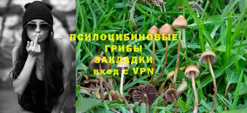 Псилоцибиновые грибы Psilocybine cubensis Невельск